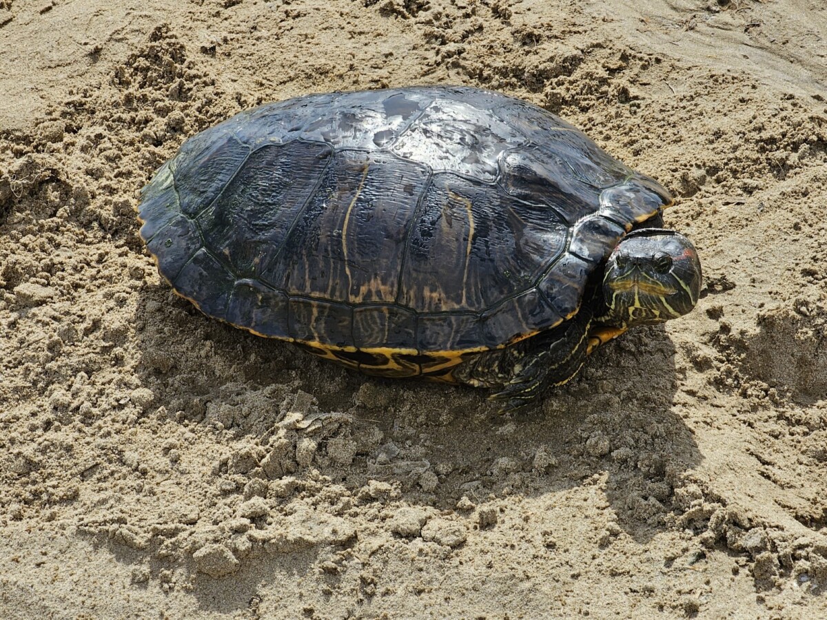Tortuga de especie invasora en la playa de la Malvarrosa